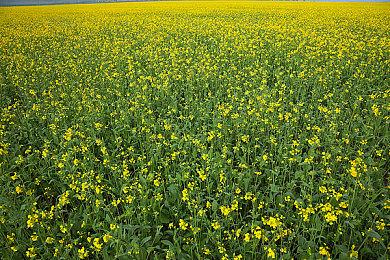 《生化危机9》起初是开放世界多人游戏 2021经历重启